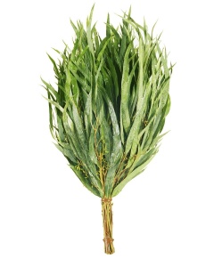 Веник ЭВКАЛИПТ в индивидуальной упаковке